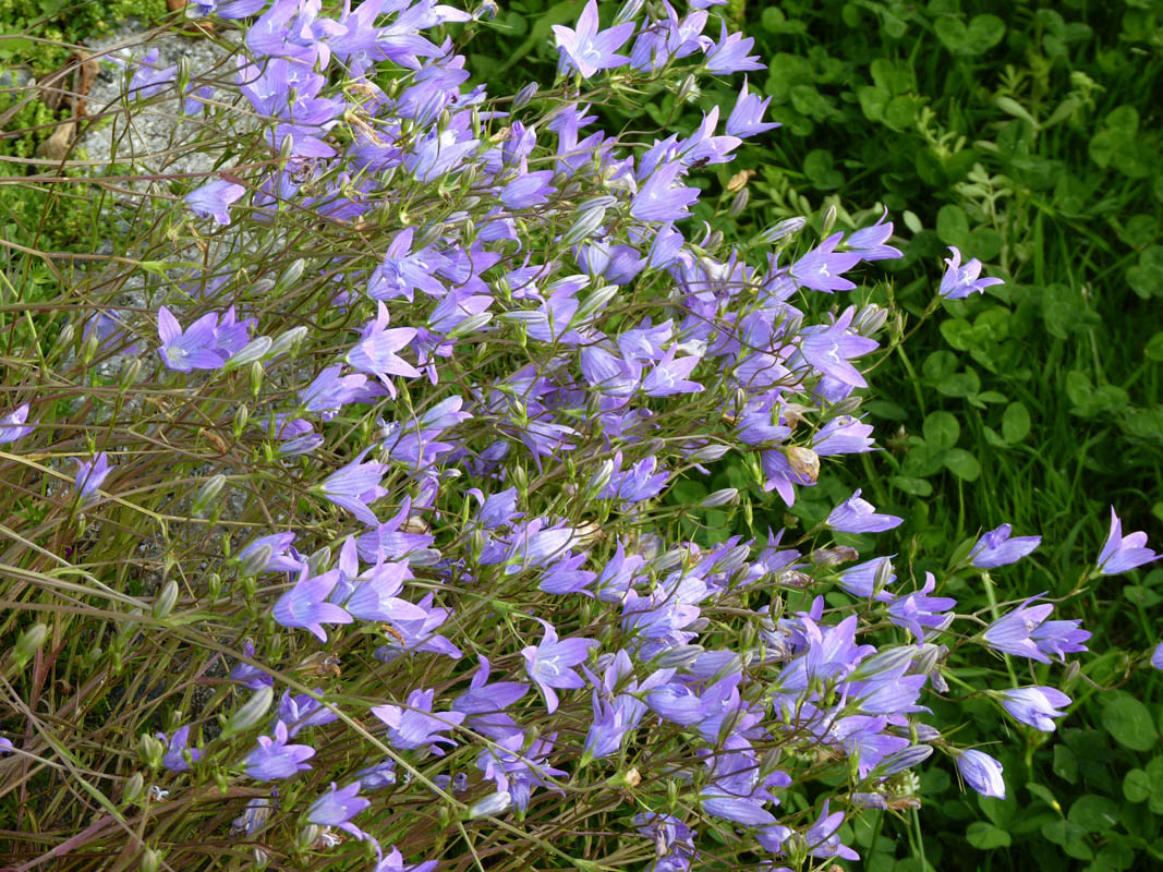 Campanula patula
